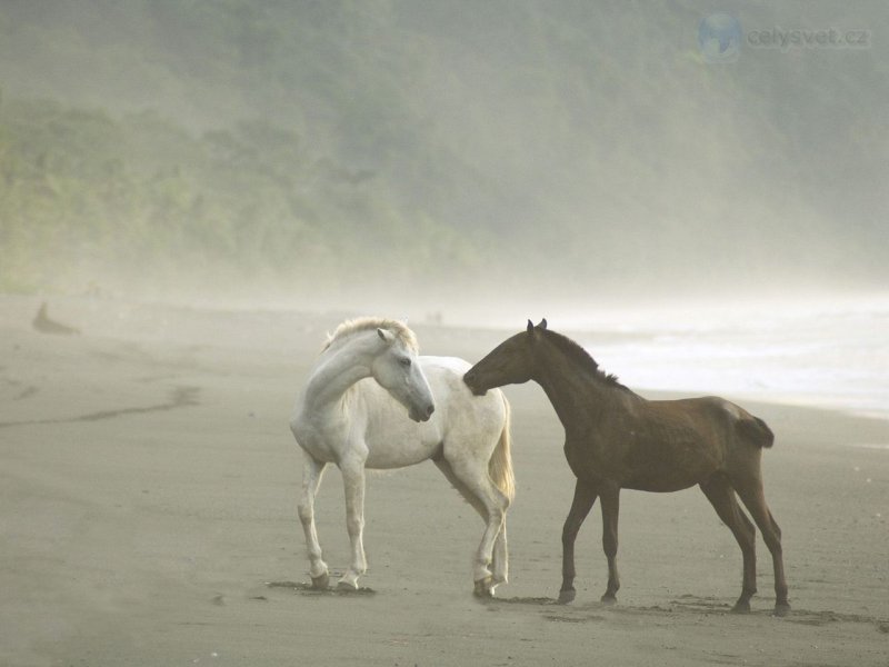 Foto: Wild Horses In Fog, Osa Peninsula, Costa Rica