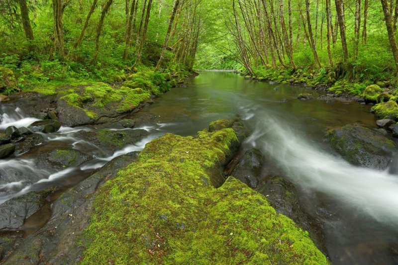 Foto: Nestucca River, Oregon