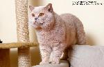 Chovatelska stanice ps: NIMBLE CAT