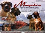 Chovatelska stanice ps: MAEGASHIRA